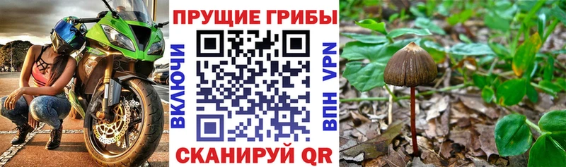 Галлюциногенные грибы прущие грибы  Сурск 